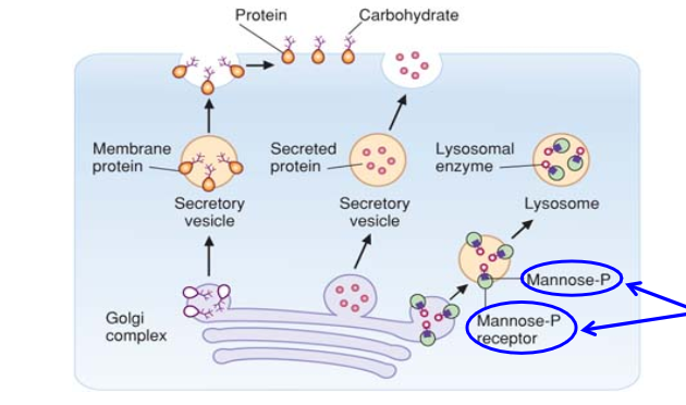 <p>Delivering enzymes into lysosomes requires the<br><mark data-color="purple" style="background-color: purple; color: inherit;">phosphorylation of a mannose on an N-linked oligosaccharide of the lysosomal enzyme.</mark></p>