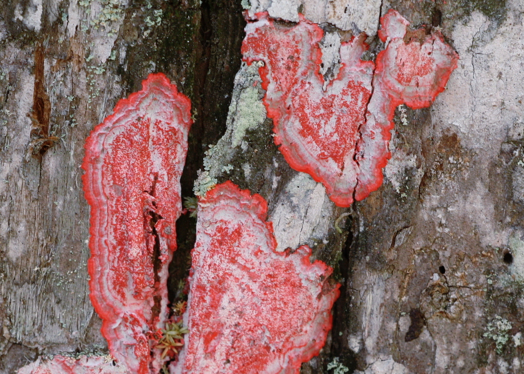 <p>Which fungi is this?</p>