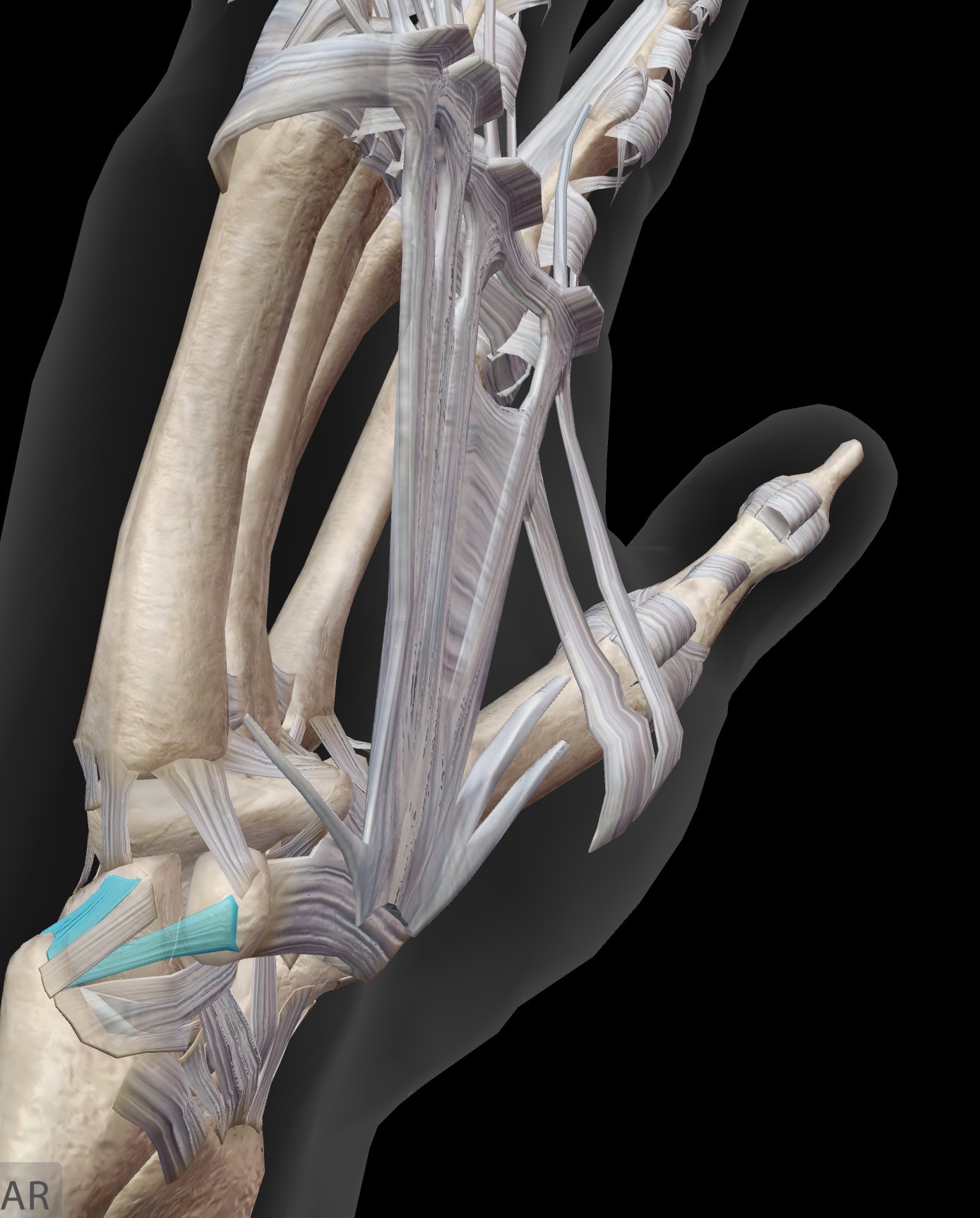 <p>Ulnar (medial) collateral</p><p>Styloid process of ulna to medial carpal bones</p>