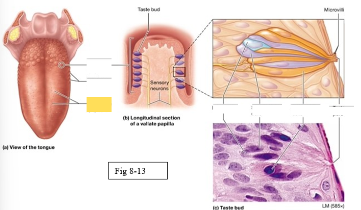<p><span style="background-color: transparent; font-family: &quot;Times New Roman&quot;, serif;"><span>Scattered across the anterior two thirds of the tongue’s surface Muschroom shaped</span></span></p>