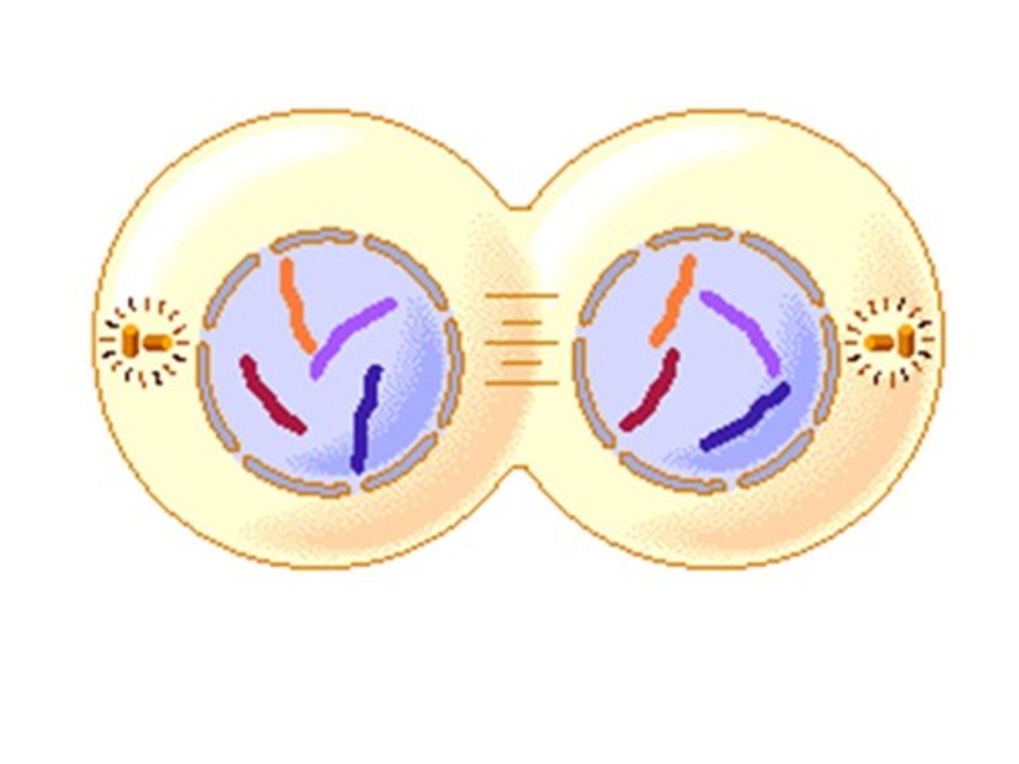 <p>phase of mitosis where TWO new nuclei form</p>