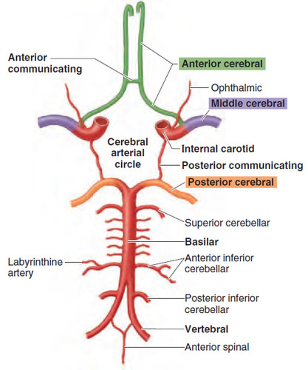 <p>- anterior cerebral arteries</p><p>- internal carotid arteries</p><p>- posterior cerebral arteries</p>