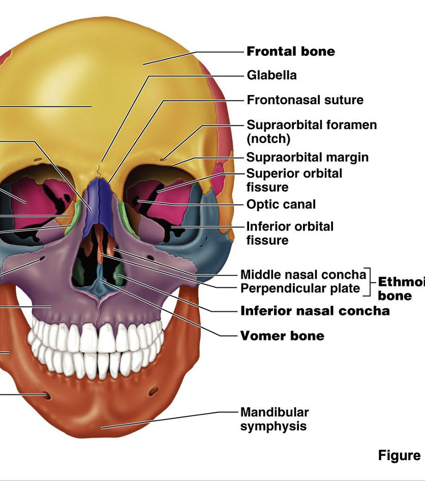 <p>Inferior orbital fissure</p>