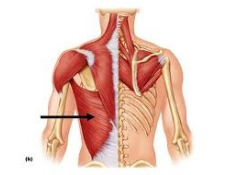 <p>what muscle is this?</p>