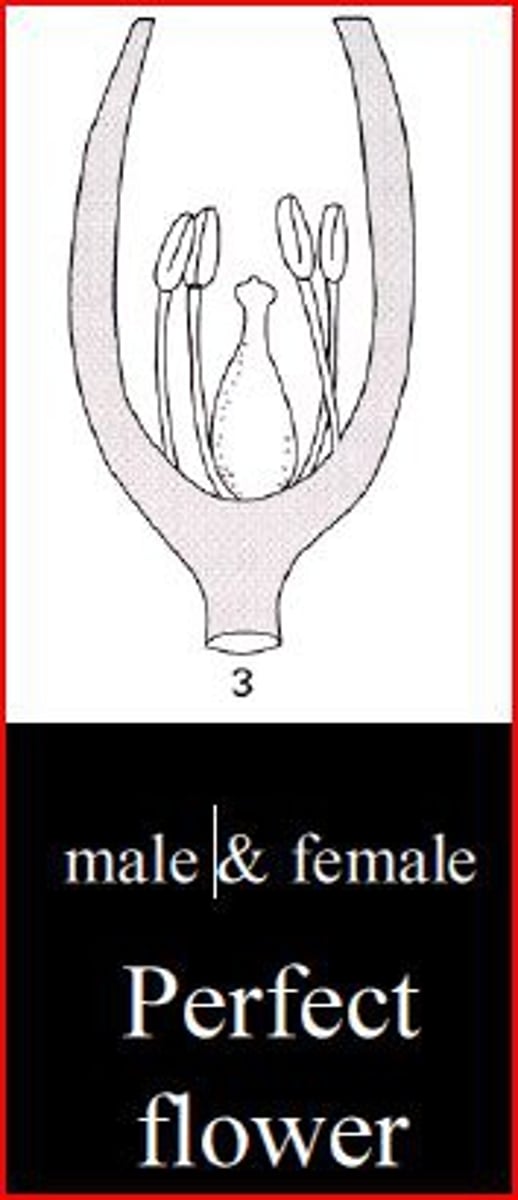 <p>flowers have both stamens and pistils</p>