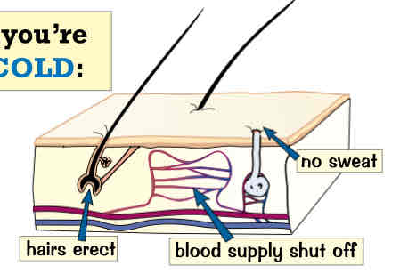 <ul><li><p>hairs stand up to trap an insulating layer of air </p></li><li><p>no sweat is produced</p></li><li><p>blood vessel supplying skin capillaries constrict to close off skin’s blood supply → Vasoconstriction</p></li><li><p>when you’re cold you shiver too (muscles contract automatically), this needs respiration which transfers some energy to warm the body</p></li></ul>