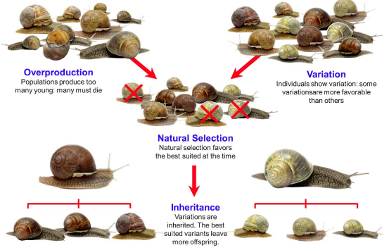 <ul><li><p>All species produce more offspring than the resources can support</p></li><li><p>There is natural variation between individuals of a species</p></li><li><p>Individuals with advantageous genotypes will be more likely to survive &amp; produce offspring</p></li><li><p>Over subsequent generations, the frequency of the advantageous genotype increases, leading eventually to evolution of the species</p></li></ul>