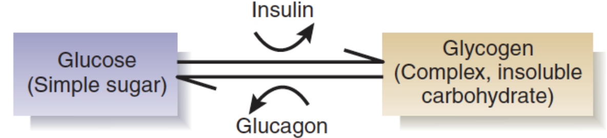 <p>→ glucose levels managed by the pancreas and liver </p><p><u>Enzymes</u>:</p><ul><li><p><strong>Insulin</strong> → pancreatic response to ↑ glucose levels — turns glucose into <strong>glycogen</strong></p></li><li><p><strong>Glucagon</strong> → pancreatic response to ↓ glucose levels — turns <strong>glycogen</strong> into glucose</p></li></ul><p><u>Cellular absorption</u>:</p><ul><li><p><strong>Glucose transporter </strong>→ require <strong>insulin</strong> to function</p><ul><li><p>Always accessible to the brain (prioritized for glucose)</p></li><li><p>NOT always accessible to cells outside the brain (past 2-hour mark after a meal, the body uses alternative energy sources)</p></li></ul></li></ul><p></p>