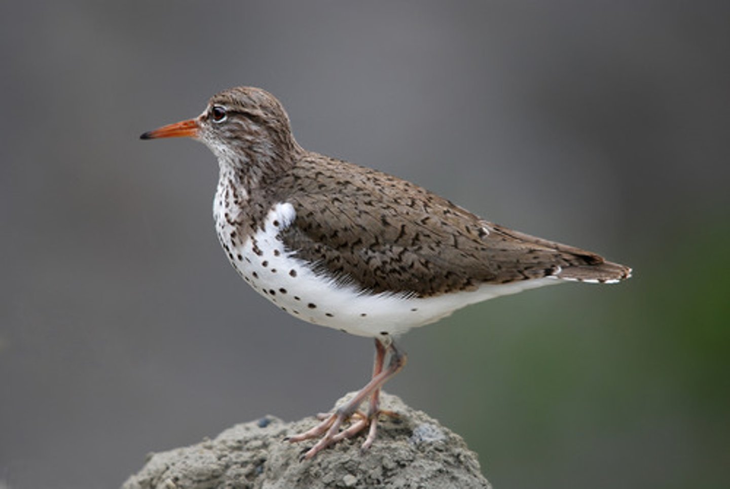 <p>Charadriiformes</p><p>Scolopacidae</p>