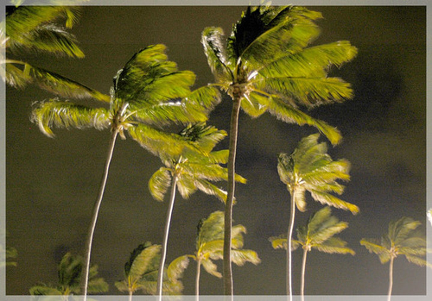 <p>la tormenta tropical</p>