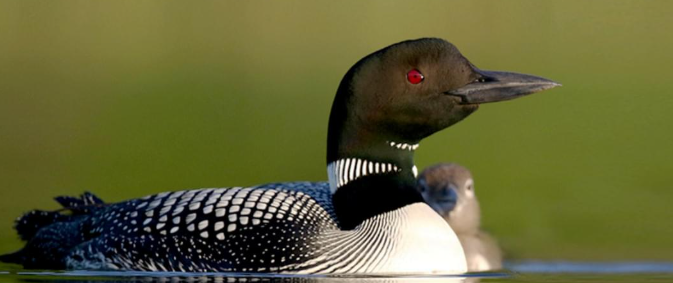 <p>order gaviiformes, family gaviidae</p>