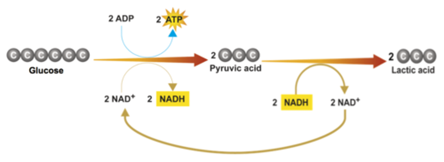 <p>An anaerobic process that converts pyruvic acid to lactic acid in the absence of oxygen</p>