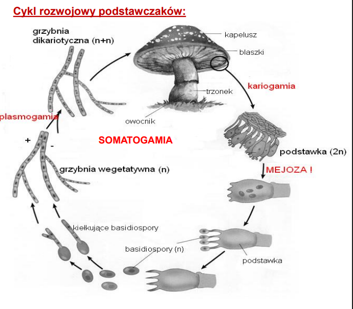 <p>-basidiospory (zarodniki podstawkowe) kiełkują<br>-grzybnia haploidalna najczęściej obumiera jeśli nie dojdzie do somatogamii<br>-w owocniku obecny hymenofor (struktura wynosząca hymenium - tam znajdują się podstawki)</p>