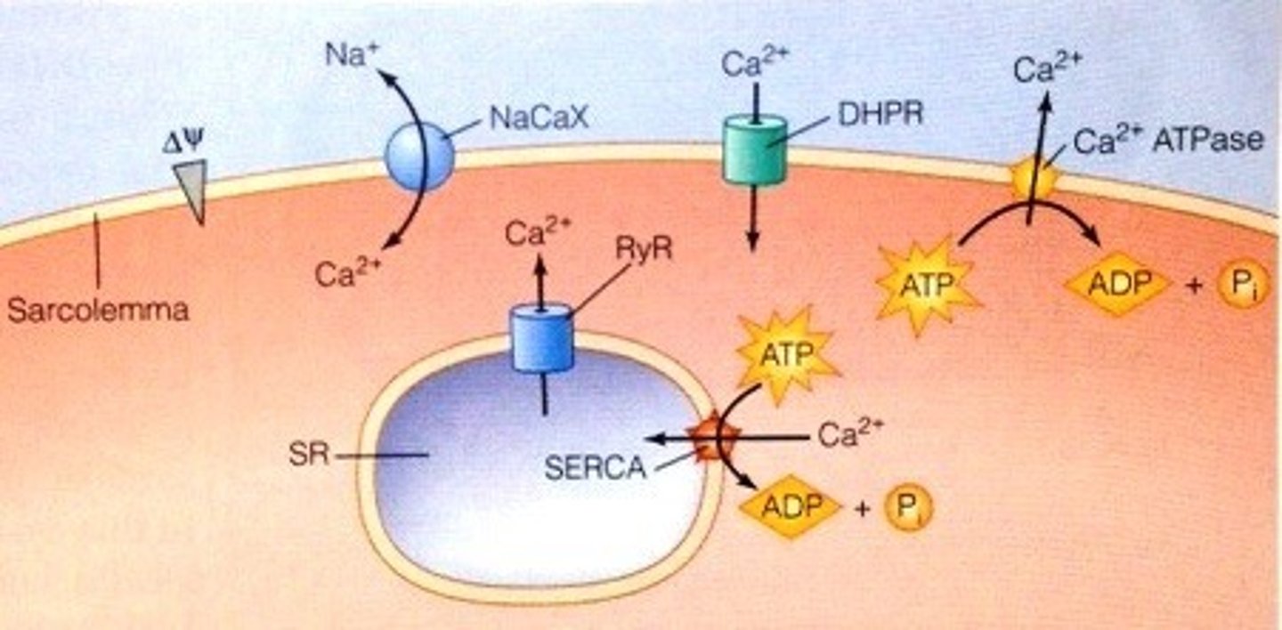 <p>PMCA - plasma membrane calcium ATPase pump - responsible for maintaining the very low ICF concentration of Ca by pushing Ca out of the cell against its electrochemical gradient</p><p>SERCA - pumps that sequester Ca in the SR/ER; pumps one Ca in for each ATP hydrolyzed</p>