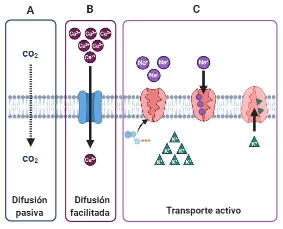 <p><strong>Transporte Activo Secundario (Cotransporte):</strong> </p>
