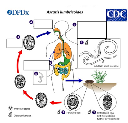 <p><span style="line-height: 1.5;"><strong><span>How do humans become infected with Ascaris lumbricoides?</span></strong></span></p>