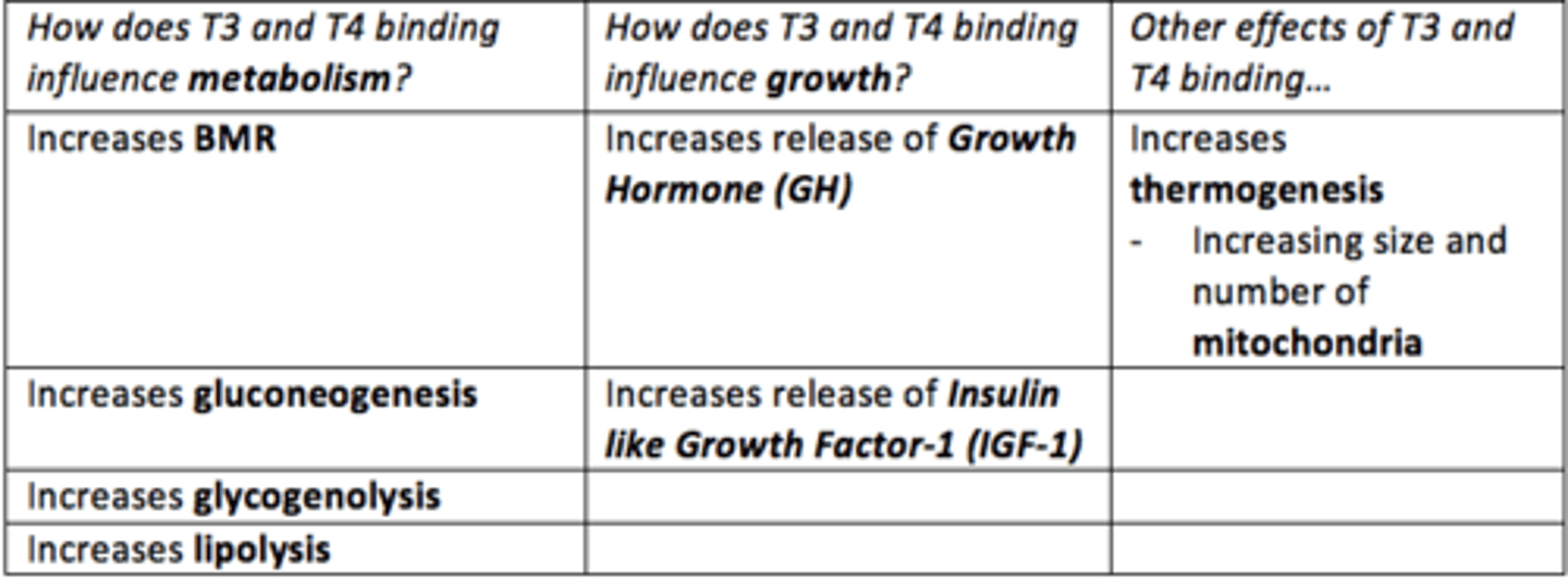 <p>- Increased BMR</p><p>- Increased gluconeogenesis</p><p>- Increased glycogenolysis</p><p>- Increased lipolysis</p>