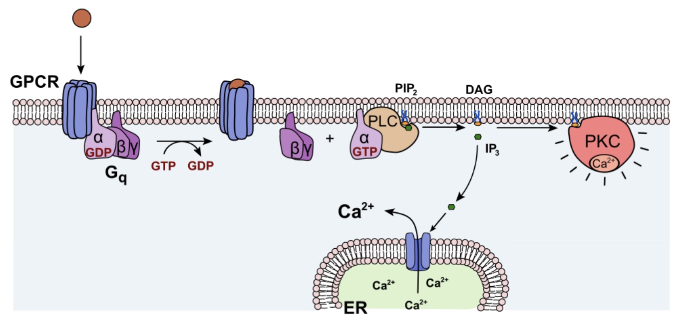 <p>-Activated Gq activates an enzyme called <strong>phospholipase C (PLC)</strong></p><p>-PLC catalyzes the breakdown of a plasma membrane phospholipid known as phosphatidylinositol bisphosphate, abbreviated <strong>PIP2</strong> , to diacylglycerol <strong>(DAG)</strong> and inositol trisphosphate <strong>(IP3 )</strong></p><ul><li><p>IP3 causes <strong>Ca2+ </strong>release from the endoplasmic reticulum</p></li><li><p>DAG activates <strong>protein kinase C</strong> (PKC)</p></li></ul><p>*mainly for Ca2+ signaling in cells; Ca2+=2nd messenger; PIP2=ligand, IP3 in EPR</p>