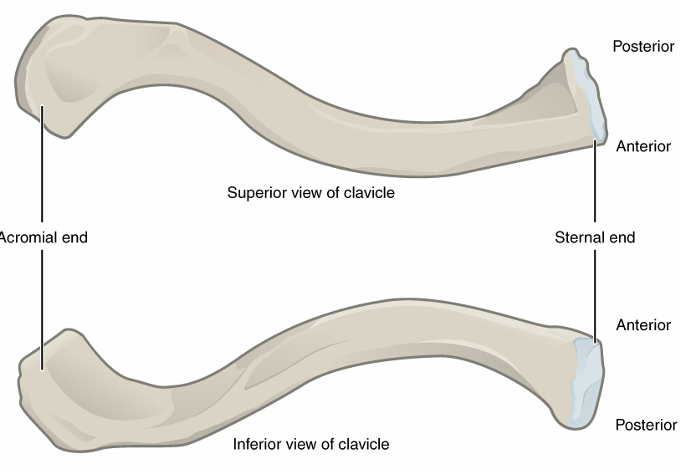 <p>sternal end is flatter, attached to sternum</p><p>acromial end is rounded and slightly curved, attached to shoulder</p>