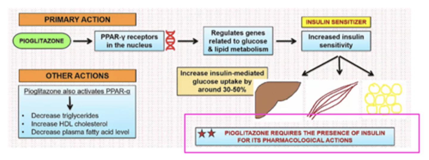 <p>PPARγ increases the transcription of insulin-sensitive genes</p><p>MOA: stimulate PPARγ = Increase in glucose uptake (adipose, muscle, and liver), lipogenesis (adipose, liver), glycolysis and glucose oxidation (muscle), and decrease gluconeogenesis and glycogenolysis</p><p>requires the presence of insulin for its pharmacological actions </p><p>Clinical indications: type 2 DM</p><p>Adverse effects: fluid retention, edema, and CHF; bladder carcinoma, bone fractures, hepatoxicity</p><p>Boxed warnings: CHF</p><p>Contraindications: patients with class III or IV HF</p><p>PROS: reduces blood pressure, enhances vascular function, good for atherosclerotic disease, low risk of hypoglycemia</p><p>CONS: adverse effects in CHF; causes weight gain</p>