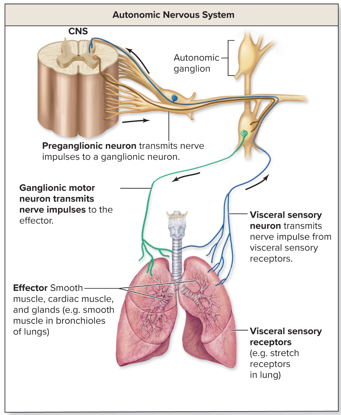<p>Autonomic nervous system</p>