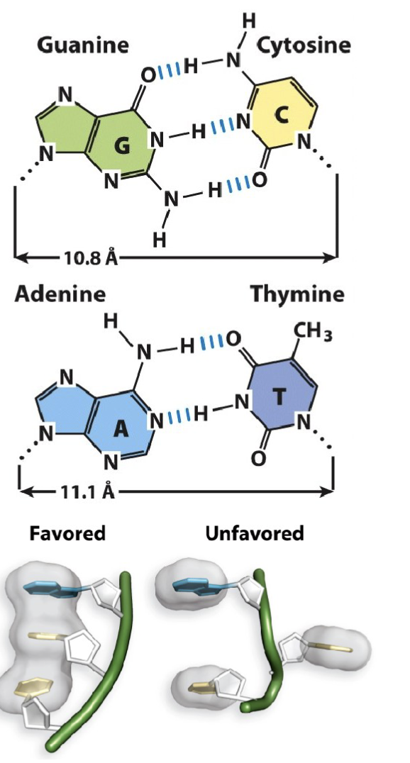 <p><span>The nitrogenous base guanine (G) makes three hydrogen bond interactions with cytosine (C). The distance between their respective 1′-carbon is 10.8 Å</span></p><p><span>The nitrogenous base adenine (A) makes two hydrogen bond interactions with thymine (T). The distance between their respective 1′-carbon is 11.1 Å</span></p><p><span>Adjacent nucleotides in the same DNA strand share π-π stacking interactions (also referred to as base- stacking). These stacking interactions stabilize nitrogenous base orientation toward the inside of the double-stranded helix.</span></p><p>G-C have three bonds</p><p>A-T two bonds</p><p>one pi orbital above and below the sugar : creates electric field that allows for bases to stack upon each other</p>