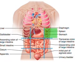<p>left upper region below the rib cartilage</p>