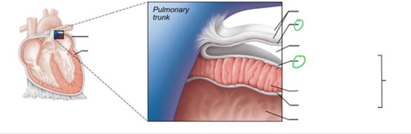 <p>made up of the parietal and visceral layers</p>