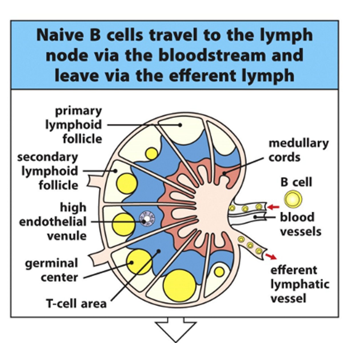 <p>- For B cells to be activated, they must be in the same place as the T cells --&gt; e.g lymph nodes</p><p>- B cells are forced through the T cell region (blue region) and interact with the T cells</p><p>--&gt; If the T cell recognises the antigen on the B cell when they interact, B cell can become activated and B cell undergoes clonal expansion in the germinal centres</p><p>- In high endothelial venules (HEVs), B cells form a little group of cells called a primary focus</p>