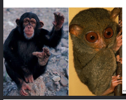 <p>mammal subclass eutheria, monkeys and apes, humans, opposable thumbs and grasping, binocular vision</p>