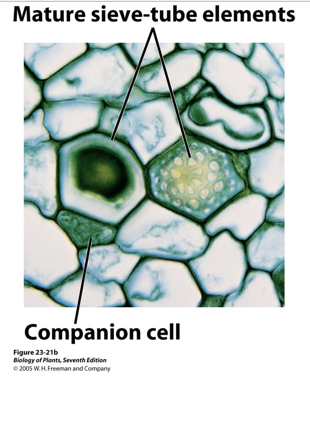 <p>Main sugar conductor; Sieve plates at ends (cellulose plate with pores); Has a companion cell; Alive; No vacuole and no nucleus to make space for sugar; </p>