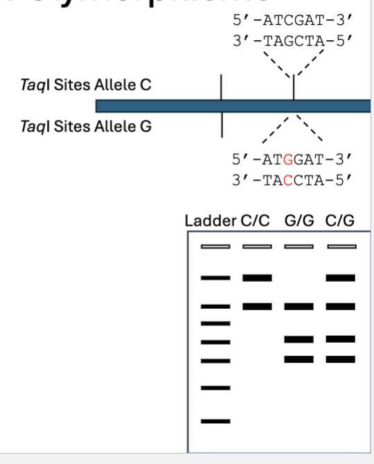 <ul><li><p>Amplify target region with PCR</p></li><li><p>Digest with restriction enzyme</p></li><li><p>If variant disrupts/creates a restriction site, can distinguish between them</p></li></ul><p></p>