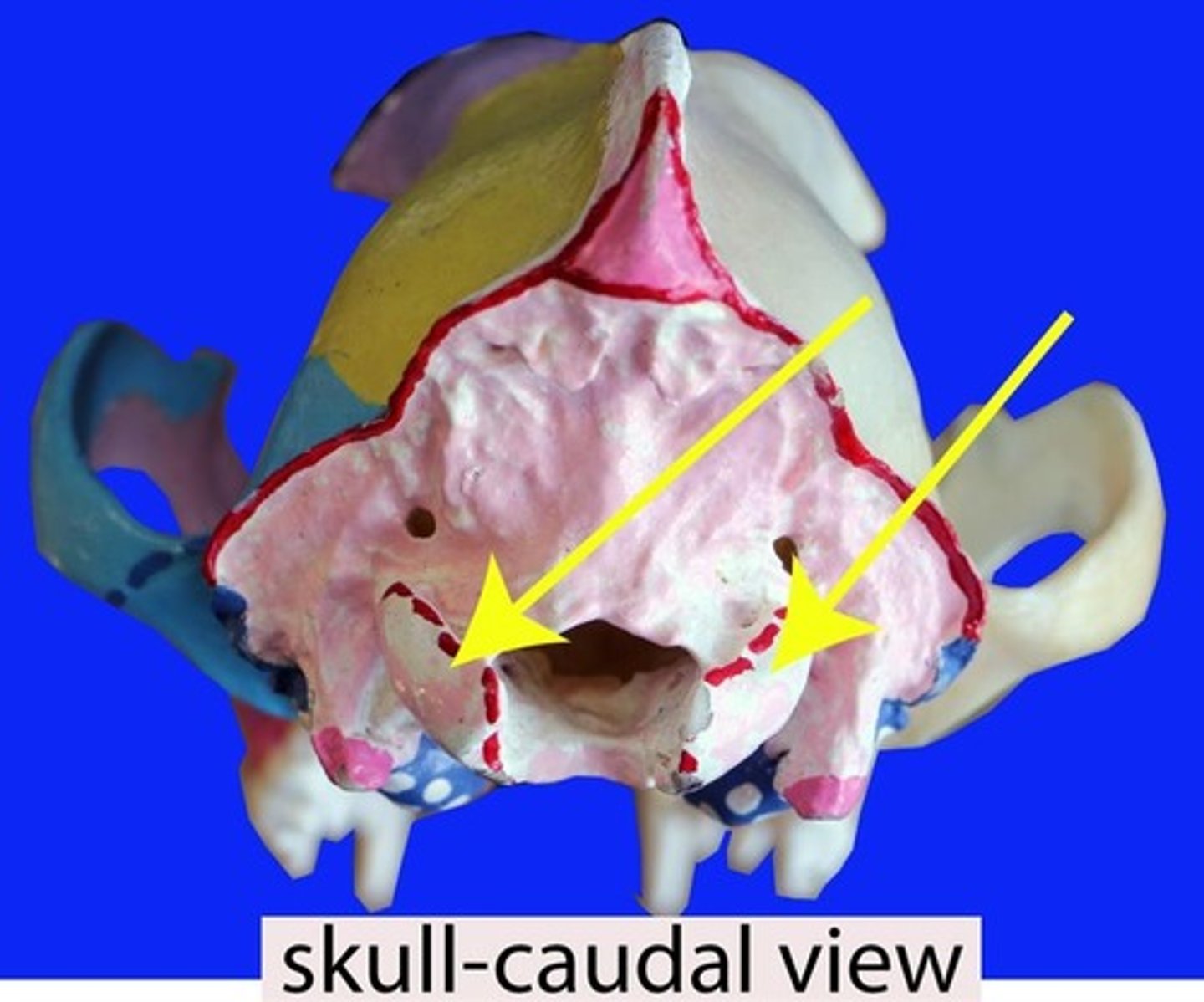 <p>The arrows are pointing to what structures?</p><p>These structures articulate with what BONE?</p>