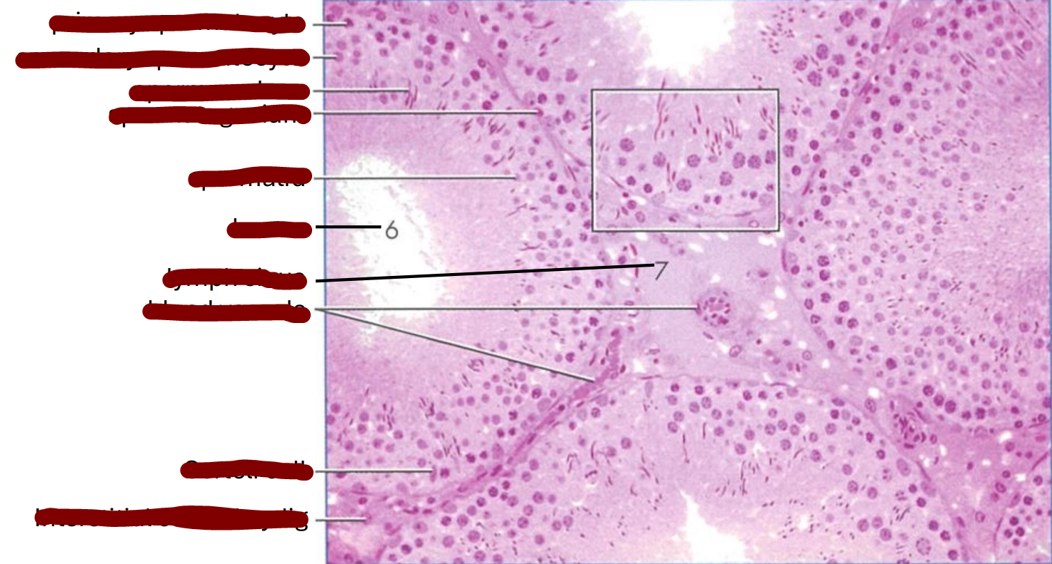 <p>transverse section of a rat seminiferous tubule</p>