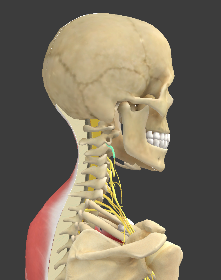 <p>What structure is shown?</p>