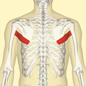 <p>Shoulder Joint Muscle Name: “Wraps Under”</p>