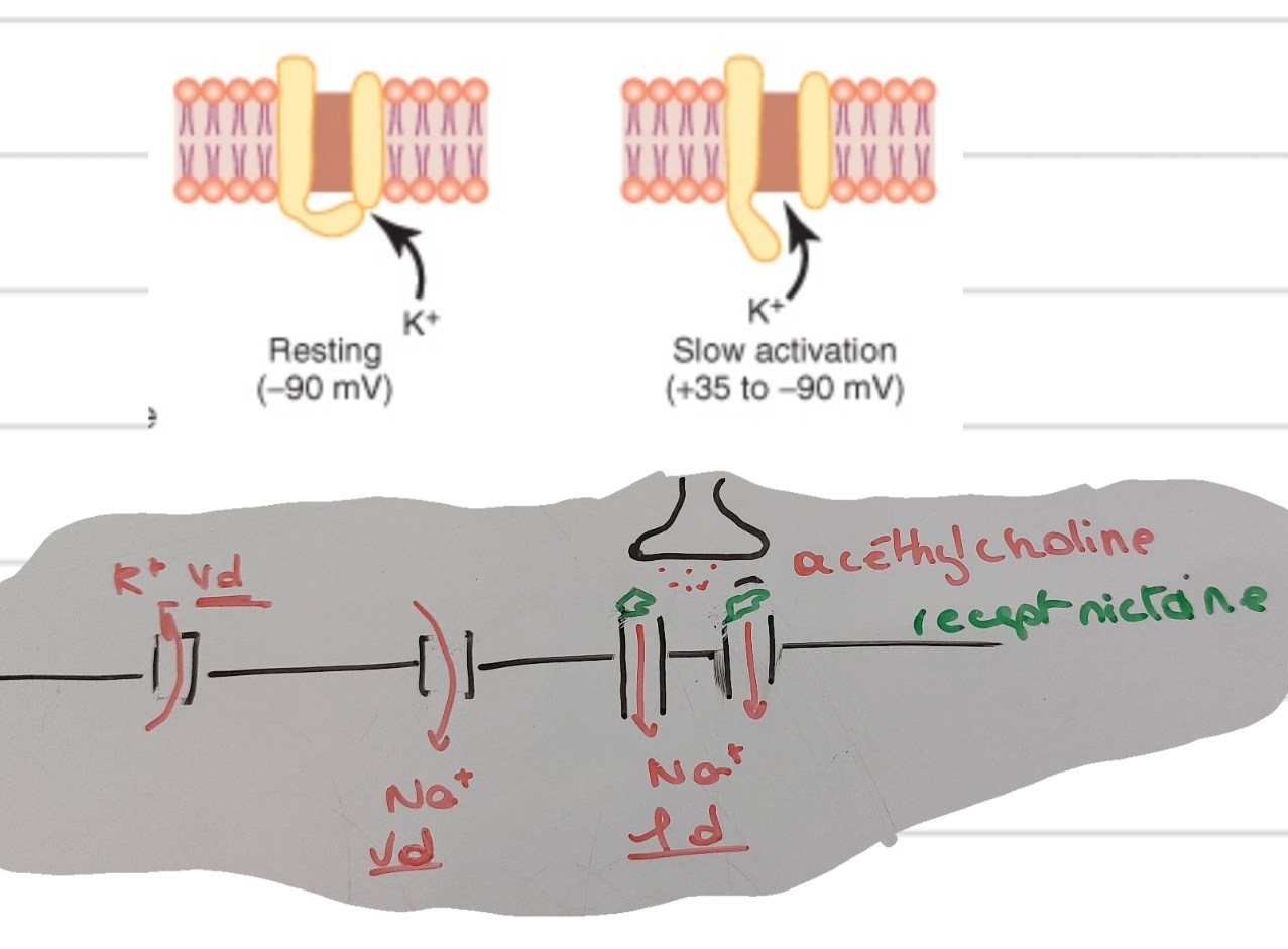 <p class="has-focus">nv Na<sup>+</sup> Voltage dépendant // K<sup>+ </sup>Voltage dépendant avec délais</p><p class="has-focus">repolarisation +→-</p><p></p><p class="has-focus is-empty">patho : Mutation canaux</p><ul><li><p class="has-focus">activité électrique <span data-name="heart" data-type="emoji">❤</span> fonction - bien</p></li><li><p class="has-focus">dépolarisation oreillette</p></li></ul><p></p>