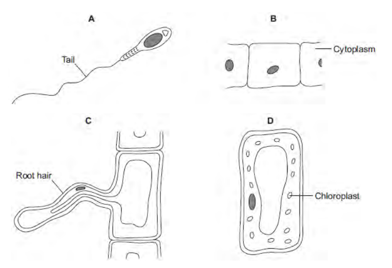<p>Which cell, A, B, C or D, is adapted for swimming?</p>