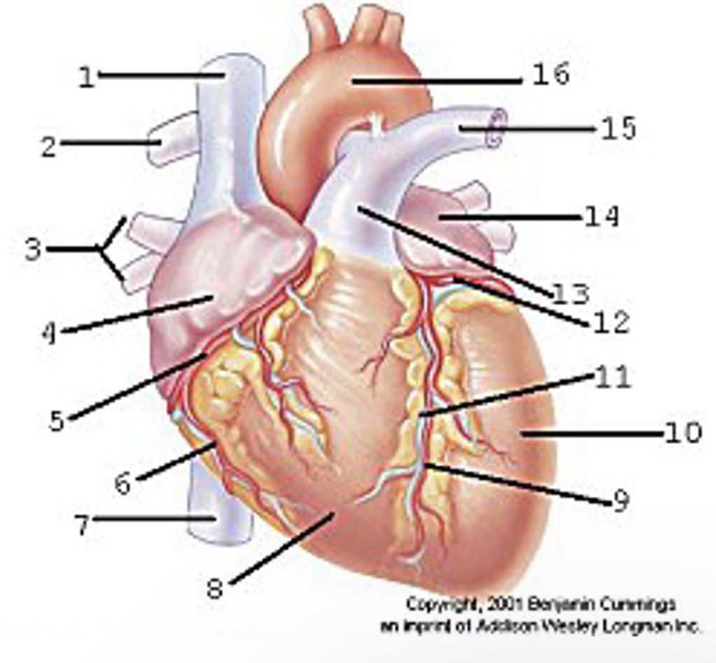 <p><span>Locate the major anatomical areas and structures of the anterior view of the heart </span></p>