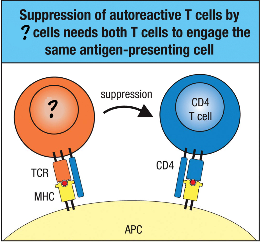 <p>effector CD4 T cell that suppresses other effector T cells</p>