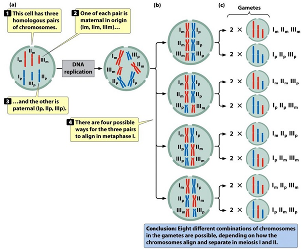<p><span>2<sup>haploid number of chromosomes</sup></span></p><p><span>During meiosis I the homologous pairs of chromosomes line up randomly and are separated</span></p><p><span>The sister chromatids are separated in meiosis II</span></p><p><span>The resulting gametes will have a random assortment of chromosomes</span></p>