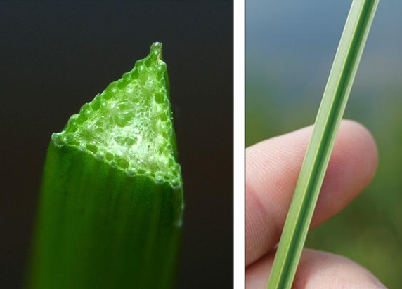 <p>Cyperaceae, Sedges</p>