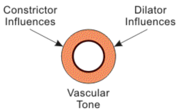 <p>contractile cells → contraction and relaxation </p><ul><li><p><strong>Vascular tone </strong></p><ul><li><p>baseline level of contraction </p></li></ul></li></ul><p></p><ul><li><p><strong>Vasomotion </strong></p><ul><li><p>change in caliber (diameter) of blood vessel</p><ul><li><p>contraction influenced by signals by endothelium/ nervous system </p></li></ul></li></ul></li></ul><p></p>
