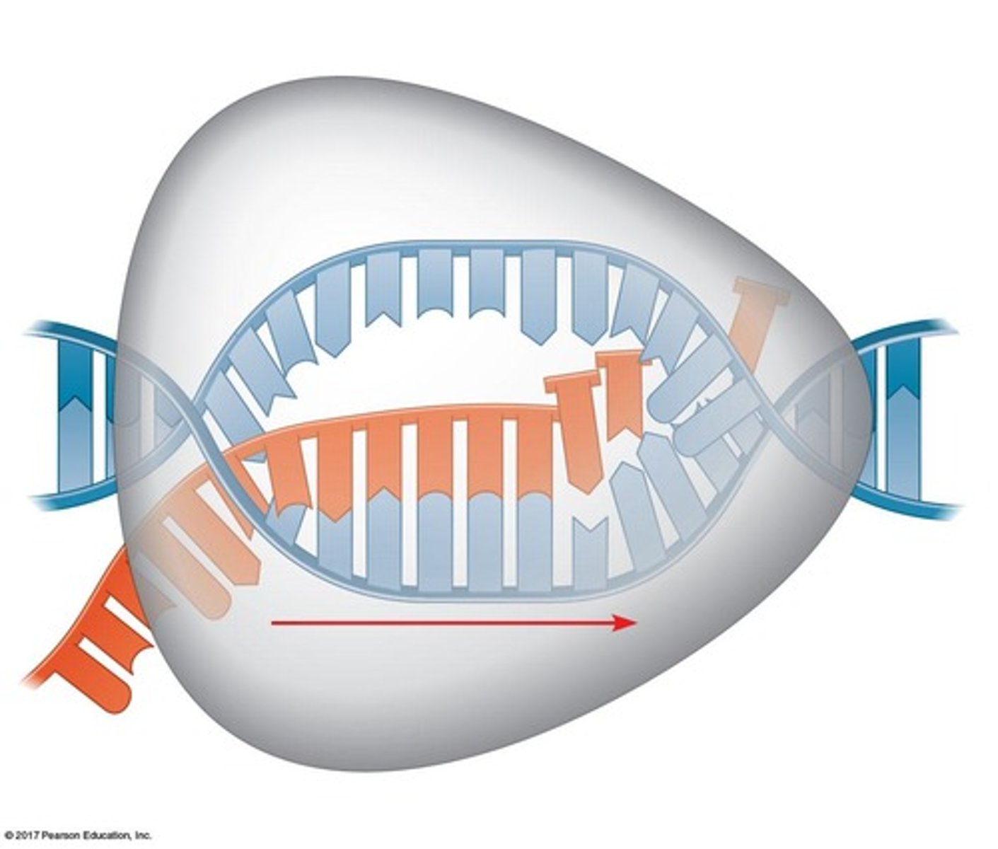 <p>The synthesis of RNA using information from DNA.</p>
