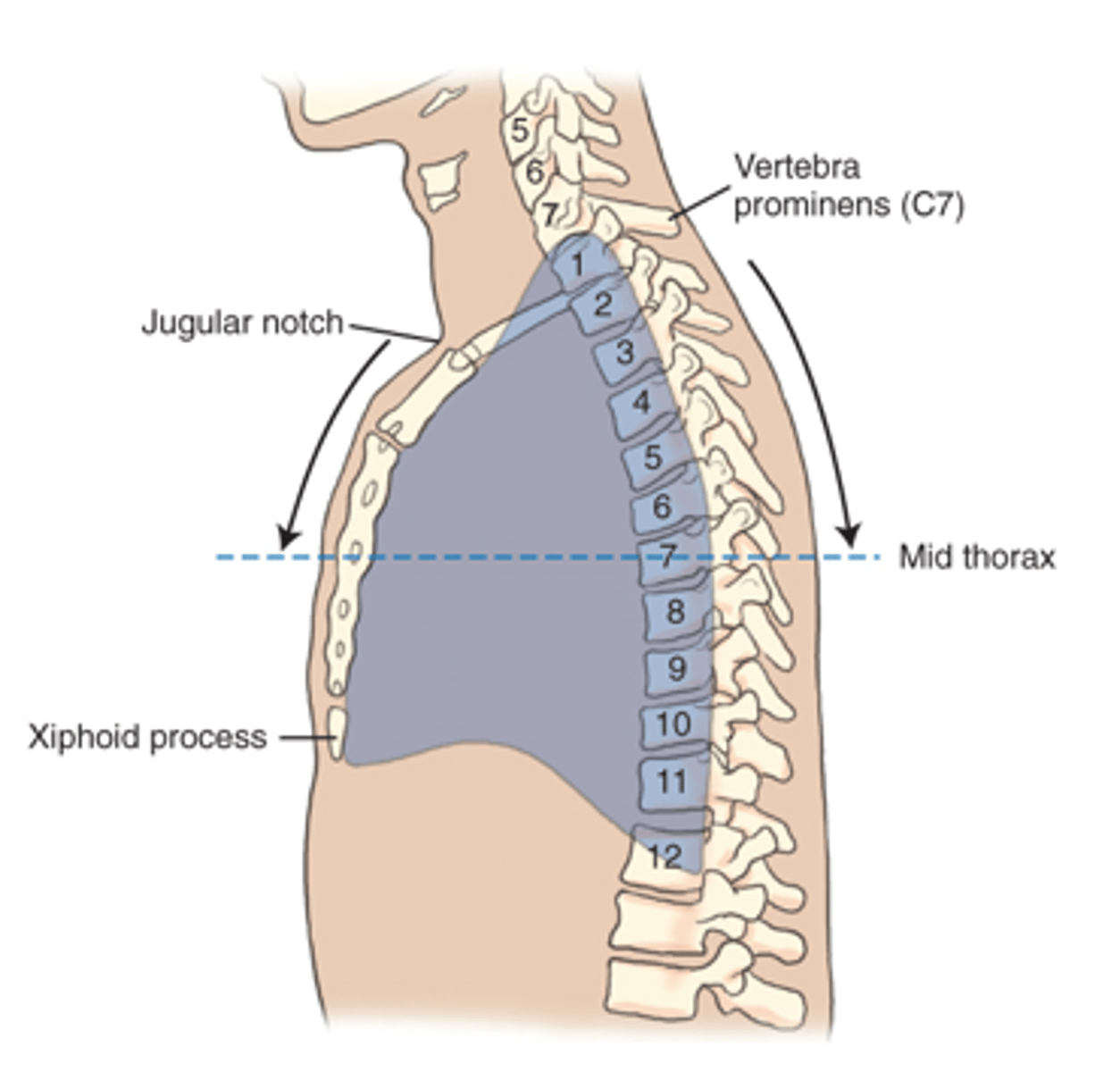<p>a. sternum.</p>