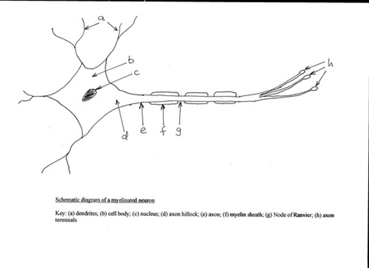 <p>Transmits action potentials.</p>