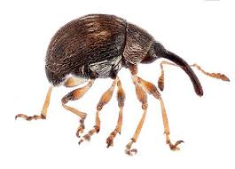 <p>snout beetles (snuitkevers)</p>