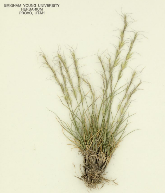 <p>Divergent awns</p><p>don’t overlap</p><p>Semi-clasping auricles</p>