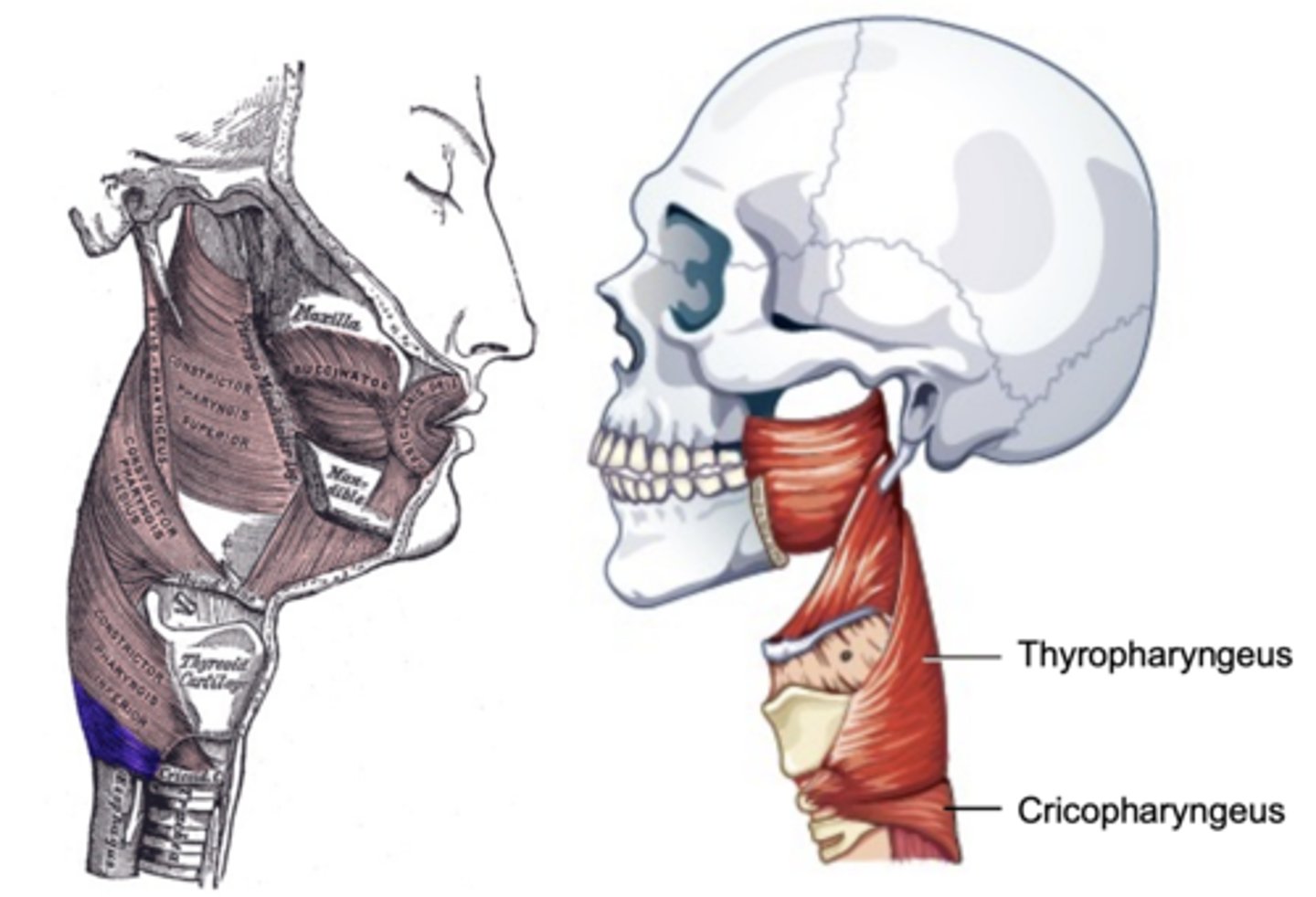 <p>Part of Inferior constrictor</p><p>Muscular component of upper esophageal</p><p>sphincter (UES)</p><p>Origin - cricoid cartilage</p><p>Course - fans out posteriorly and medially</p><p>Insertion - midline raphe</p><p>Action - open and close upper esophageal</p><p>sphincter</p>