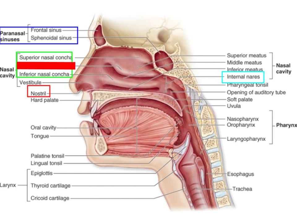 <p>nasal conchae</p>